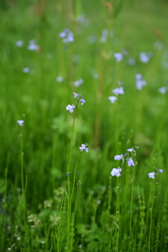 なんの花。