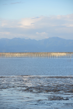 海苔の養殖