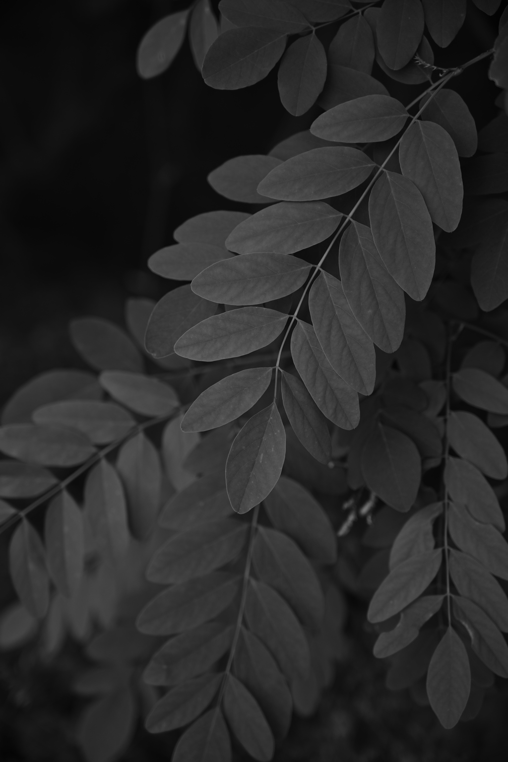 白黒の葉っぱ。