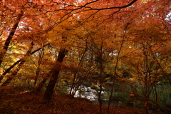 小川と紅葉。