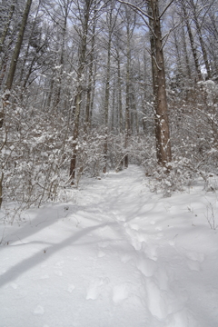 雪が降りまして。