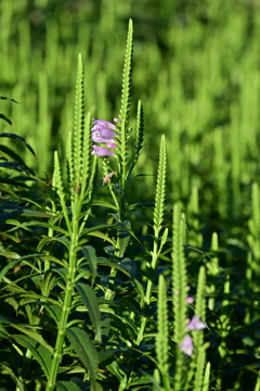 花虎の尾。
