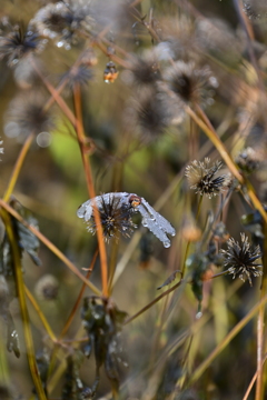 氷漬けのとんぼ。