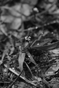 花。