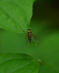 キアシキンシギアブ。