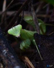 カマキリ。