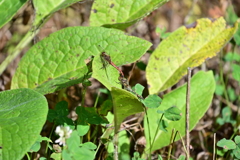 アキアカネの番。