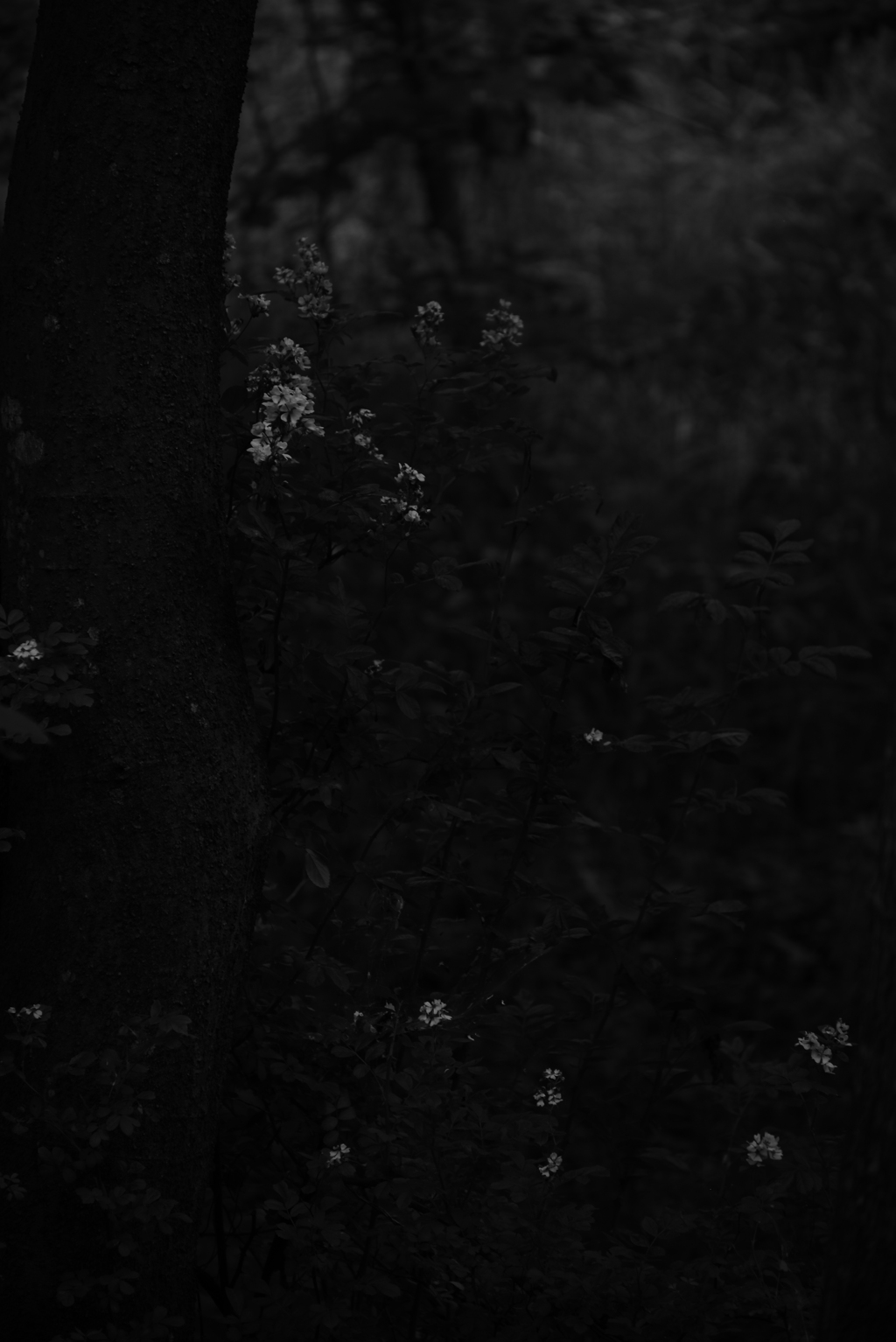 黒強めの白黒。