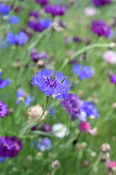 河原の花。