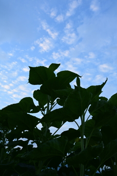 早朝のひまわり。
