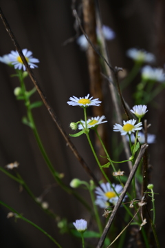 露と花。