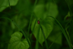 カクムネベニボタル。