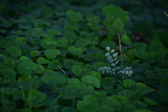 薬草みたいな香りの草。