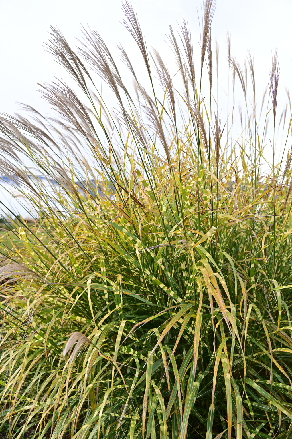 斑入りすすき。