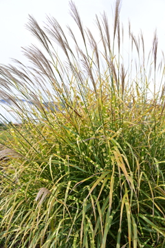 斑入りすすき。