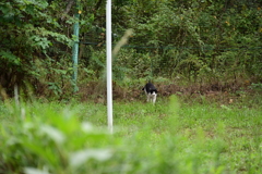 猫。