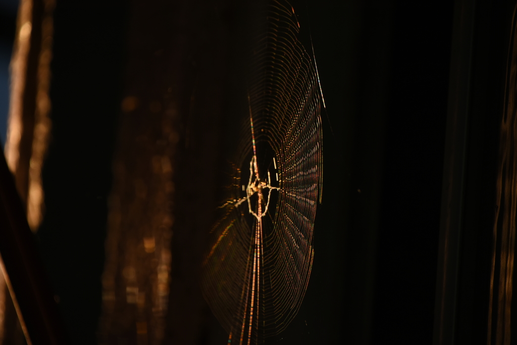蜘蛛の巣