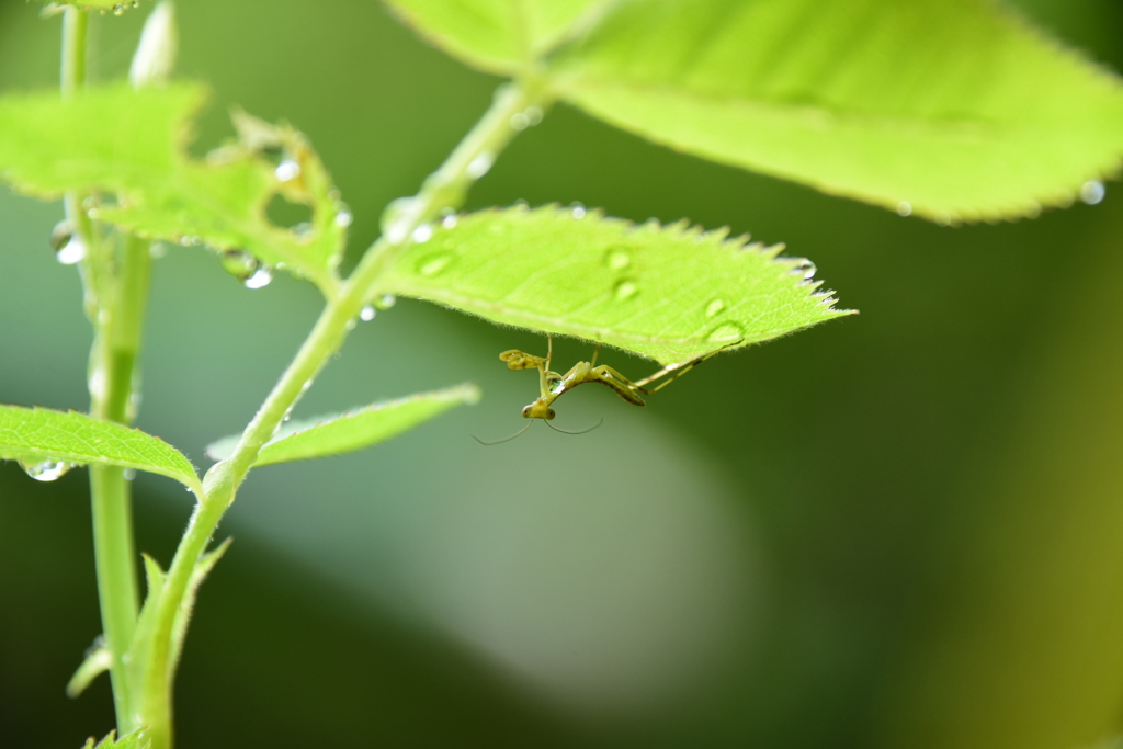 カマキリの赤ちゃん、カメラ目線