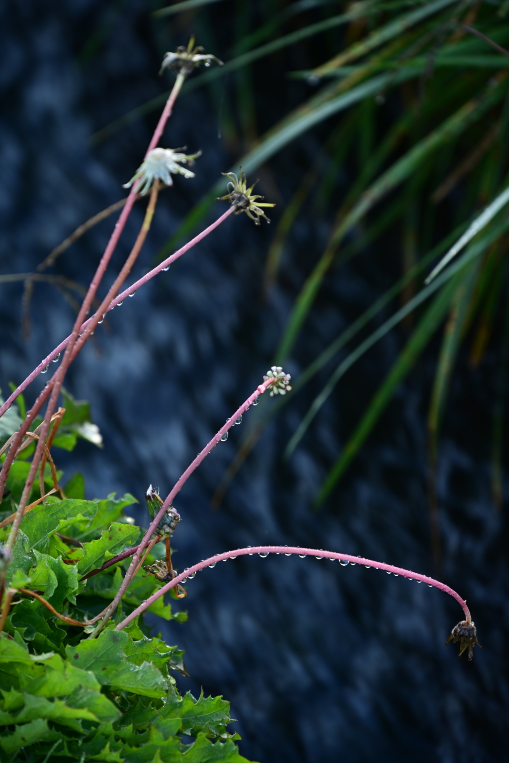 田んぼの水路。