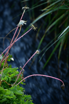 田んぼの水路。
