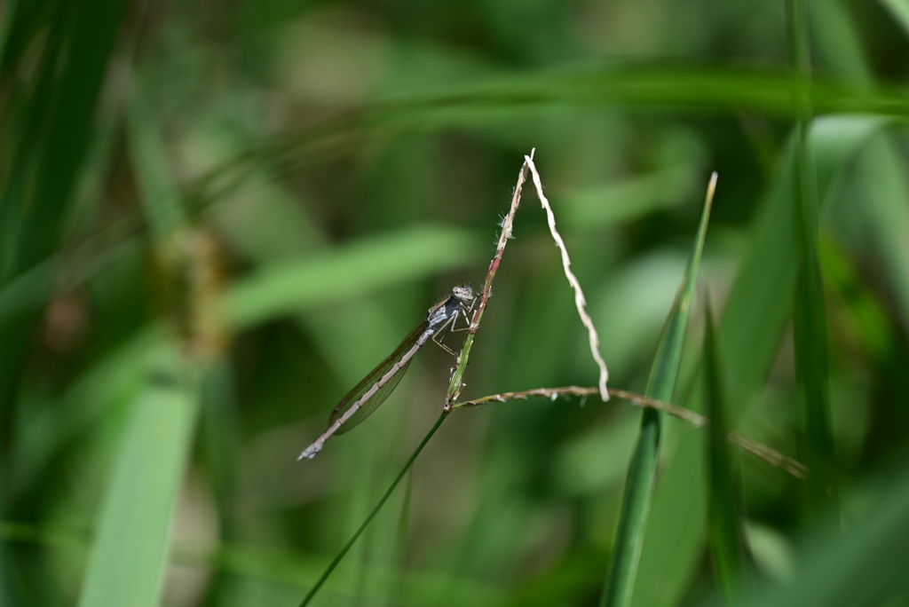オツネントンボ。