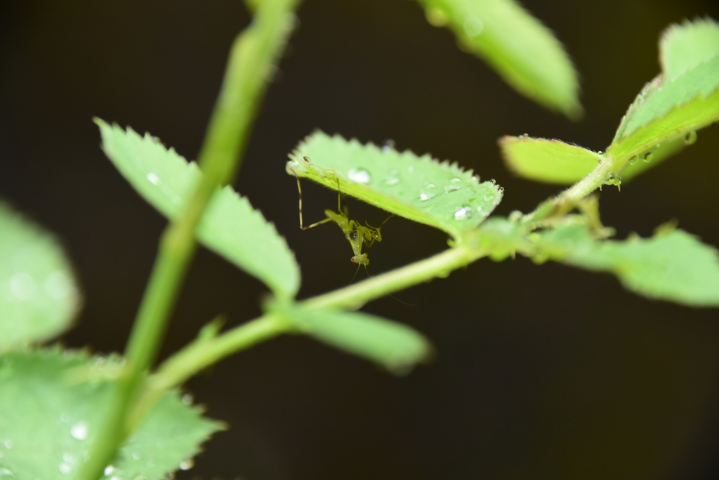 カマキリの赤ちゃんと水滴