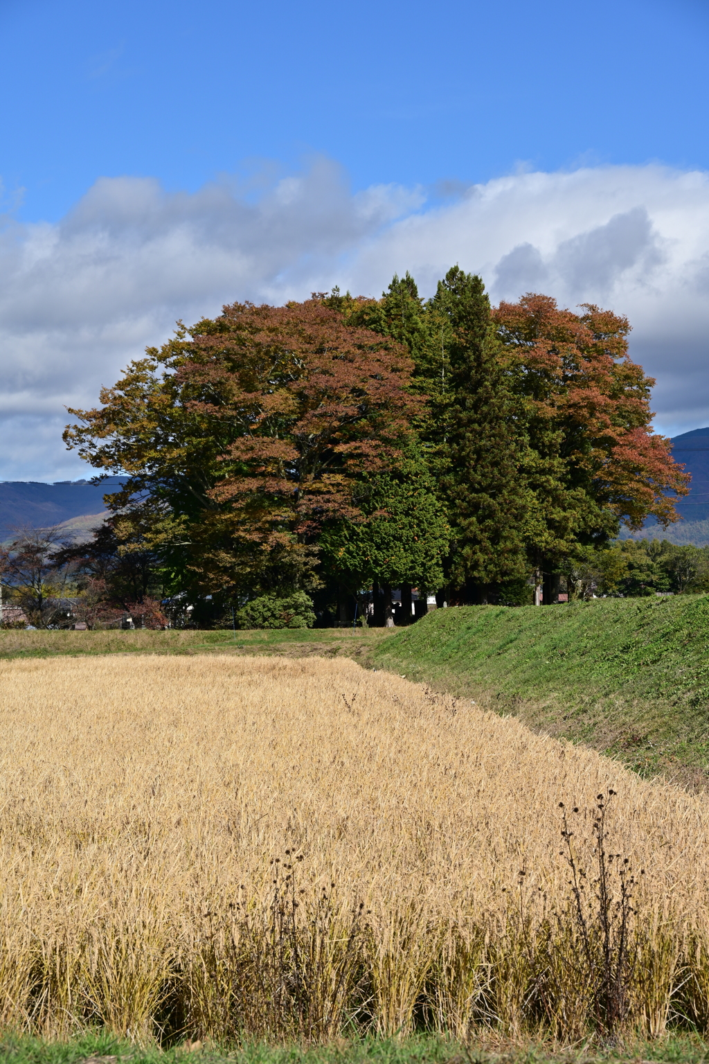 秋の地域の神社。