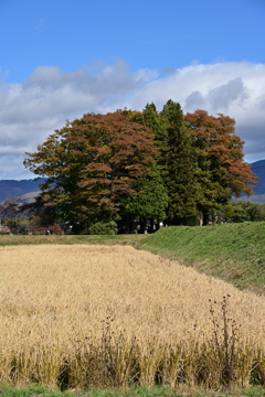秋の地域の神社。