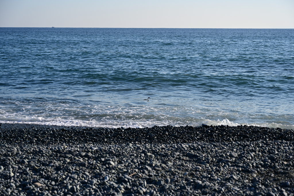 海鵜。