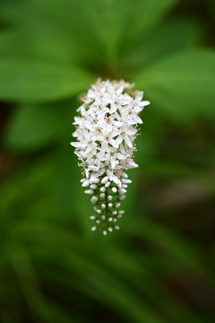 何がしかの花。