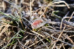 霜と言うより。