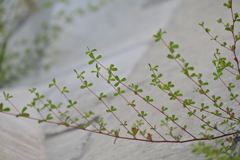 コンクリートと草。