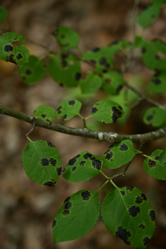 ぶち子。 ぶち子。