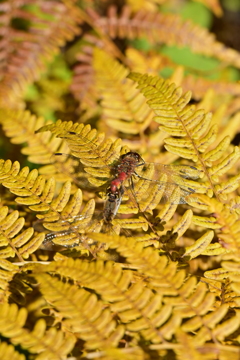 黄色の中のアキアカネ。