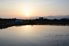 朝陽と田んぼ。