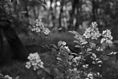 野薔薇。