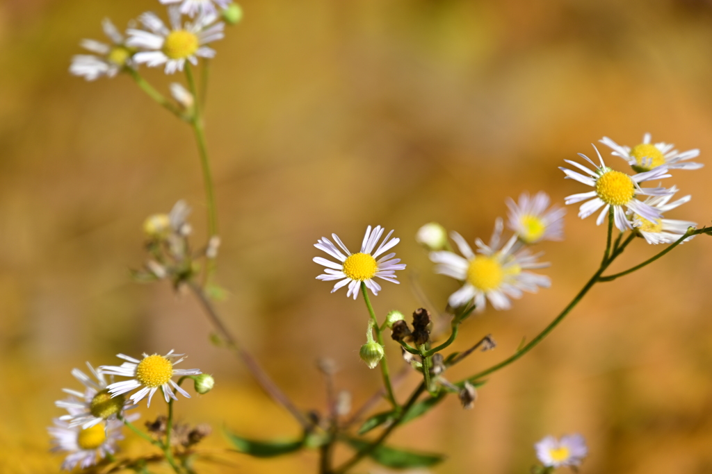 黄色の絨毯に白い花。