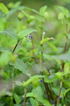 露草。