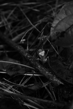 カマキリ。
