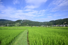 田舎の田んぼ。