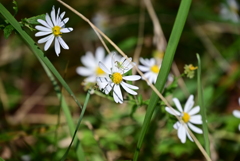 白い花と緑の蜘蛛。 白い花と緑の蜘蛛。