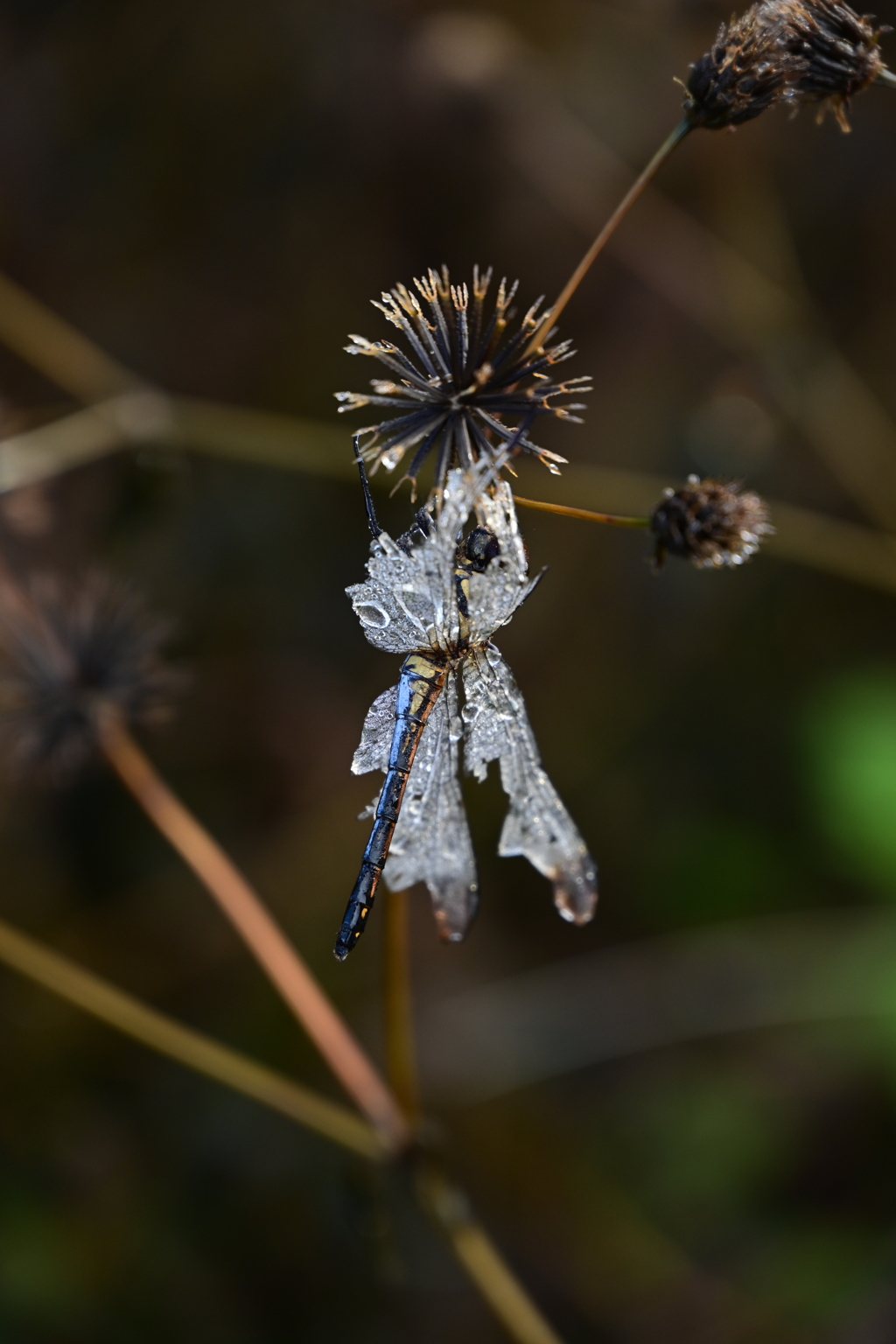 氷漬けのとんぼ。