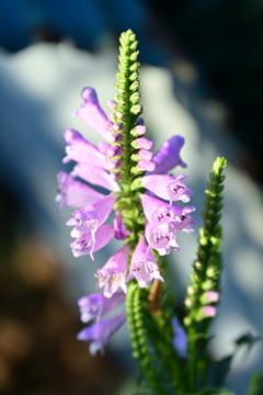 花虎の尾。