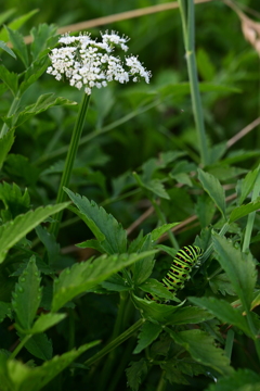 せりの花とキアゲハの幼虫。