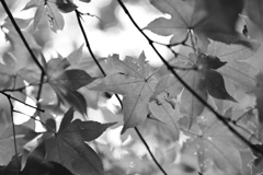 紅葉前のもみじ。