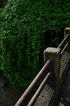 橋と緑の蔓。