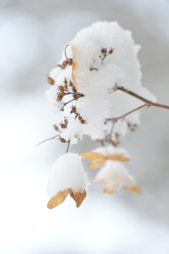 雪が降りまして。