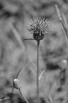白黒アザミ。 白黒アザミ。