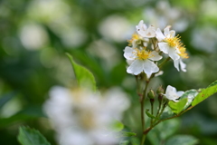 河川敷の野薔薇。