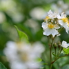 河川敷の野薔薇。